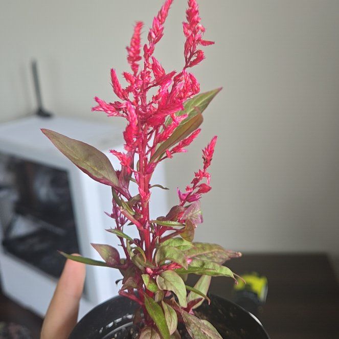 Photo of the plant species Dragons Breath by @SteamyWildgrape named Zuko on Greg, the plant care app