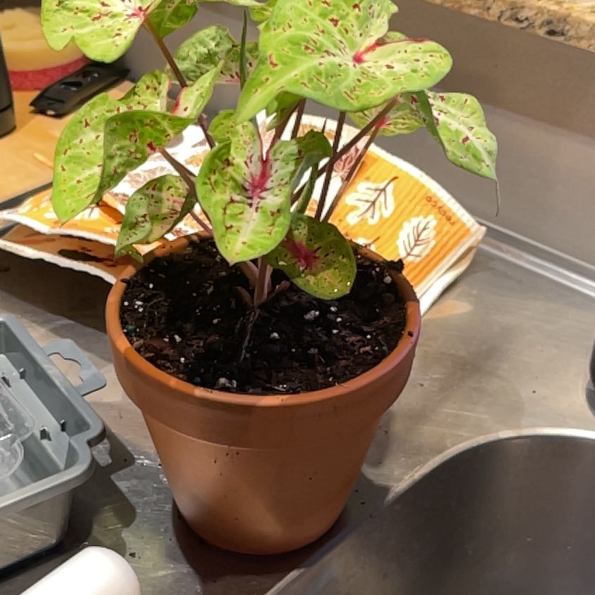 Photo of the plant species 'Miss Muffet' Angel Wings by @BigTomato16 named Miss Muffet Caladium on Greg, the plant care app