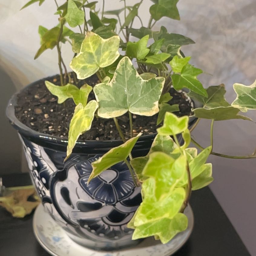 Photo of the plant species English Ivy variegated by @BigTomato16 named English Ivy on Greg, the plant care app