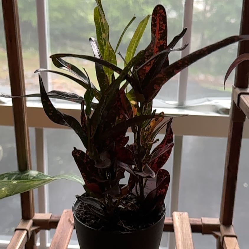 Photo of the plant species Bush on Fire Croton by @HighSeaofpink11 named Zeus on Greg, the plant care app