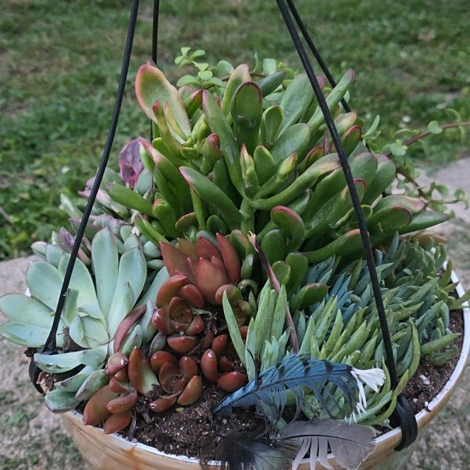 Photo of the plant species Pig's Ear by @PureRedclaws9 named Beckham on Greg, the plant care app