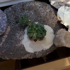 Photo of the plant species Echeveria 'Sleepy' by @WholeRoussea80 named Mamacita on Greg, the plant care app