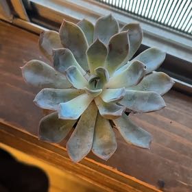 Photo of the plant species Succulent by @ElatedPinoak39 named Menina on Greg, the plant care app