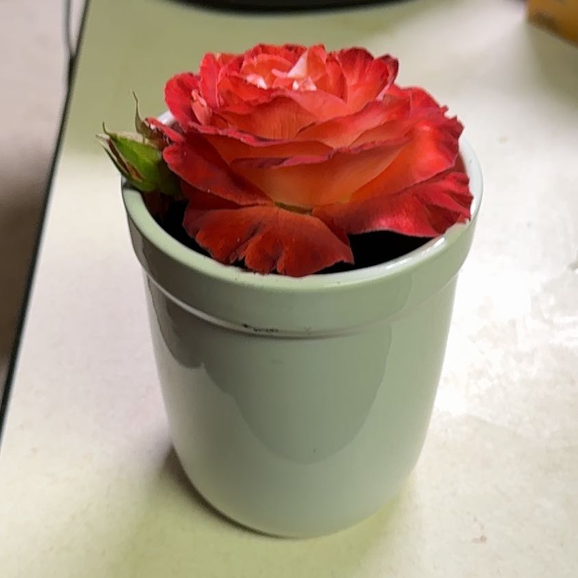 Photo of the plant species Alpine Rose by @ElatedPinoak39 named Rosie on Greg, the plant care app