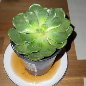 Photo of the plant species Elfstone by @TotalHardpine7 named Dax on Greg, the plant care app