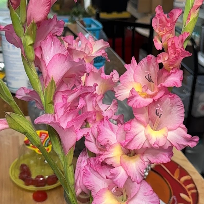 Photo of the plant species Gladiolus by @LordFernmoss33 named Naomi on Greg, the plant care app