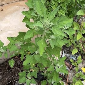 Photo of the plant species Lateflowering Goosefoot by @LordFernmoss33 named Sigmund on Greg, the plant care app