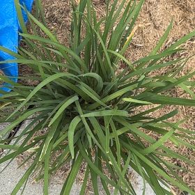 Photo of the plant species Chinese Chives by @LordFernmoss33 named Terra on Greg, the plant care app