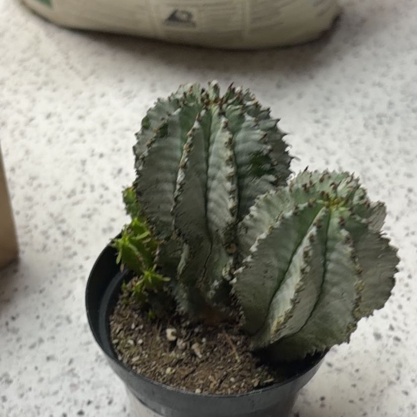 Photo of the plant species African Milk Barrel by @FunBluebill73 named Sigmund on Greg, the plant care app