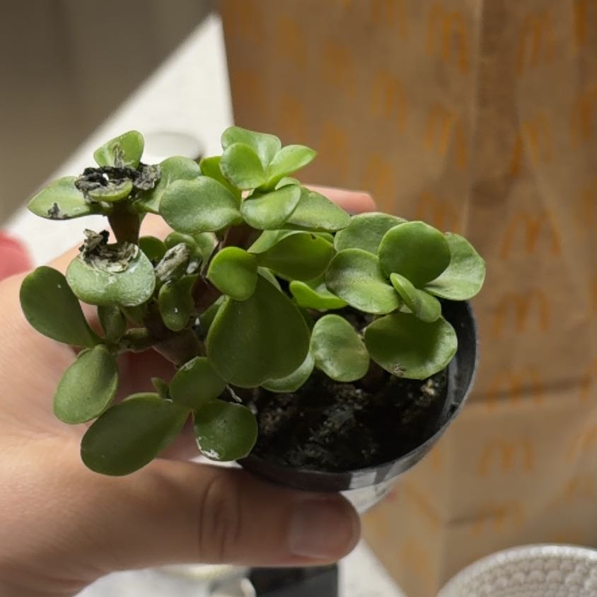 Photo of the plant species Portulacaria afra 'Dazzle' by @FunBluebill73 named Ulysses S Plant on Greg, the plant care app