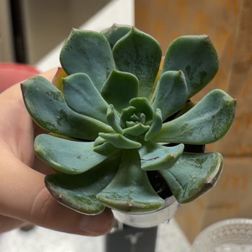 Photo of the plant species Echeveria Blue Topaz by @FunBluebill73 named Foxxy on Greg, the plant care app