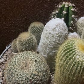 Photo of the plant species Owl's Eye Cactus by @AffluentMoss93 named Mollie on Greg, the plant care app