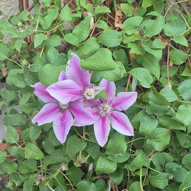 Photo of the plant species Italian Leather Flower by @WarmFuscia41 named Peter Parker on Greg, the plant care app