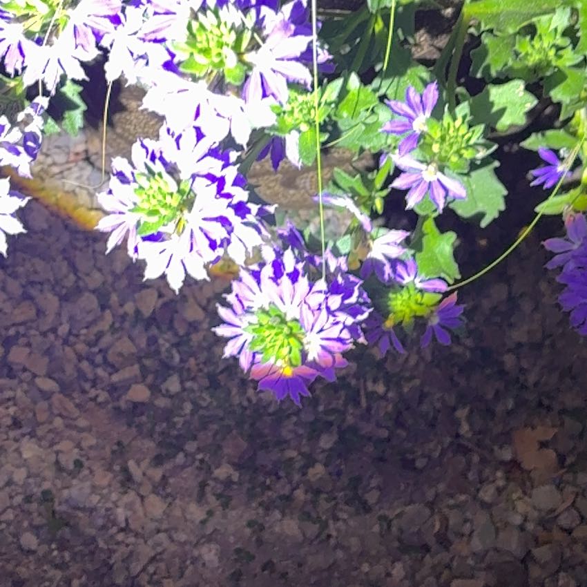 Photo of the plant species Fairy Fan-Flower by @FoxyHollyfern66 named Bruce Lee on Greg, the plant care app