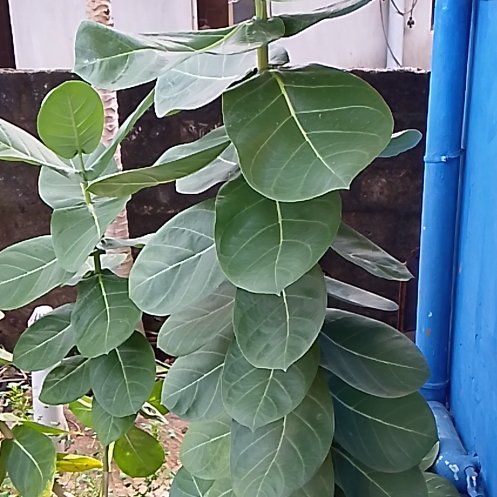 Photo of the plant species Sodom Apple by @NativeGollum12 named Luna on Greg, the plant care app