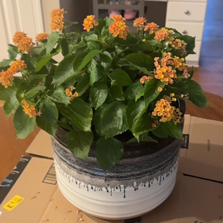 Photo of the plant species Lantana by @sarahagain named Lana on Greg, the plant care app