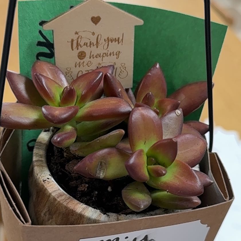 Photo of the plant species Sedeveria 'Jet Beads' by @AlluringWeed3 named Jet on Greg, the plant care app
