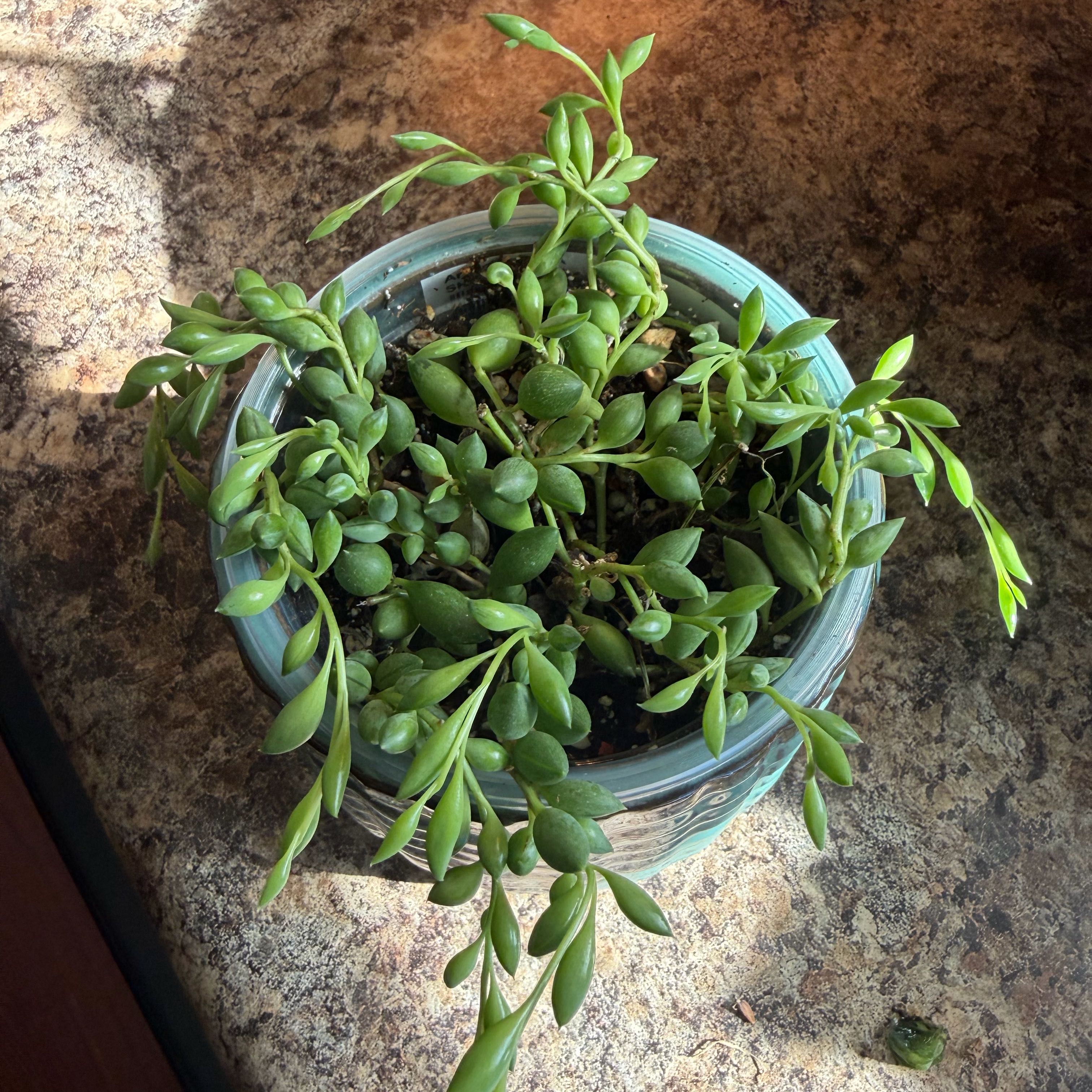 Photo of the plant species String of Tears by @SocialRoussea56 named Kendall on Greg, the plant care app