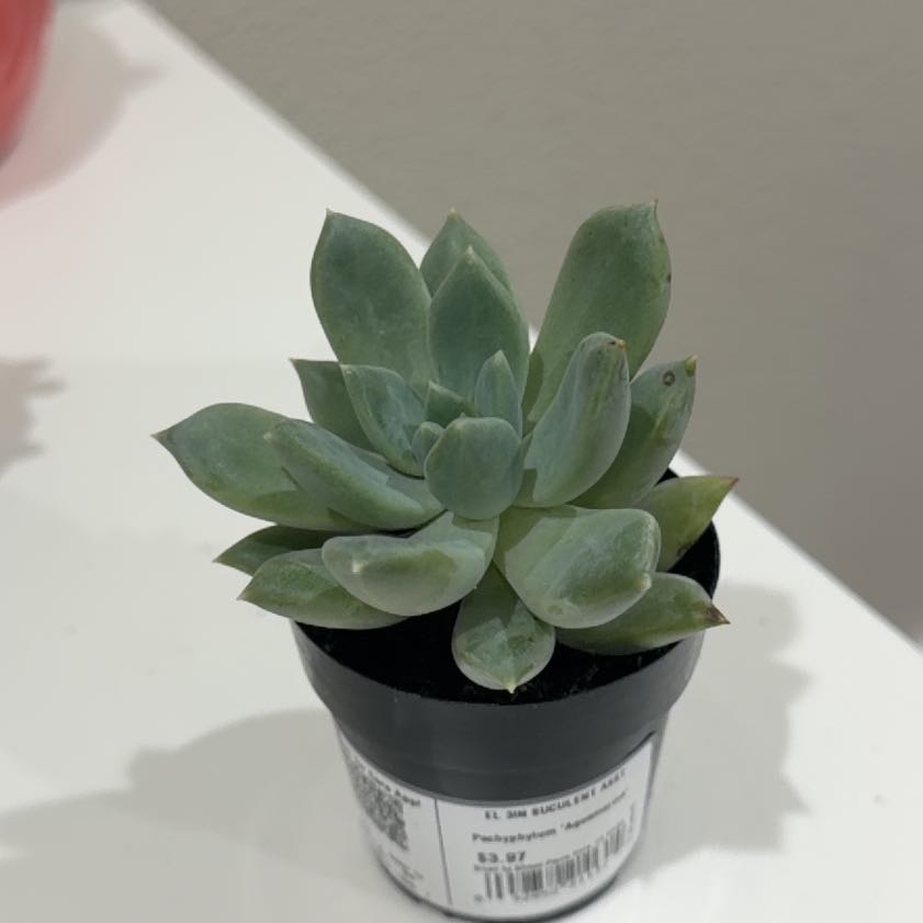 Photo of the plant species Pachyphytum 'Aquamarine' by @SirSalal8 named John Wayne on Greg, the plant care app
