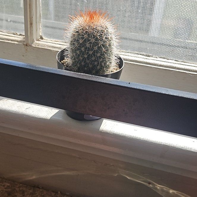 Photo of the plant species Mammillaria spinosissima f. rubrispina by @KeyBibi33 named Madonna on Greg, the plant care app