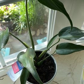 Photo of the plant species Monstera Burle Marx Flame by @SageMakura93 named Delilah on Greg, the plant care app