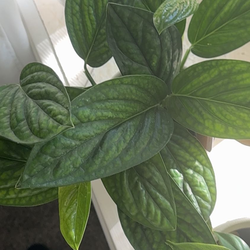 Photo of the plant species Monstera Peru by @SageMakura93 named Beyonce on Greg, the plant care app