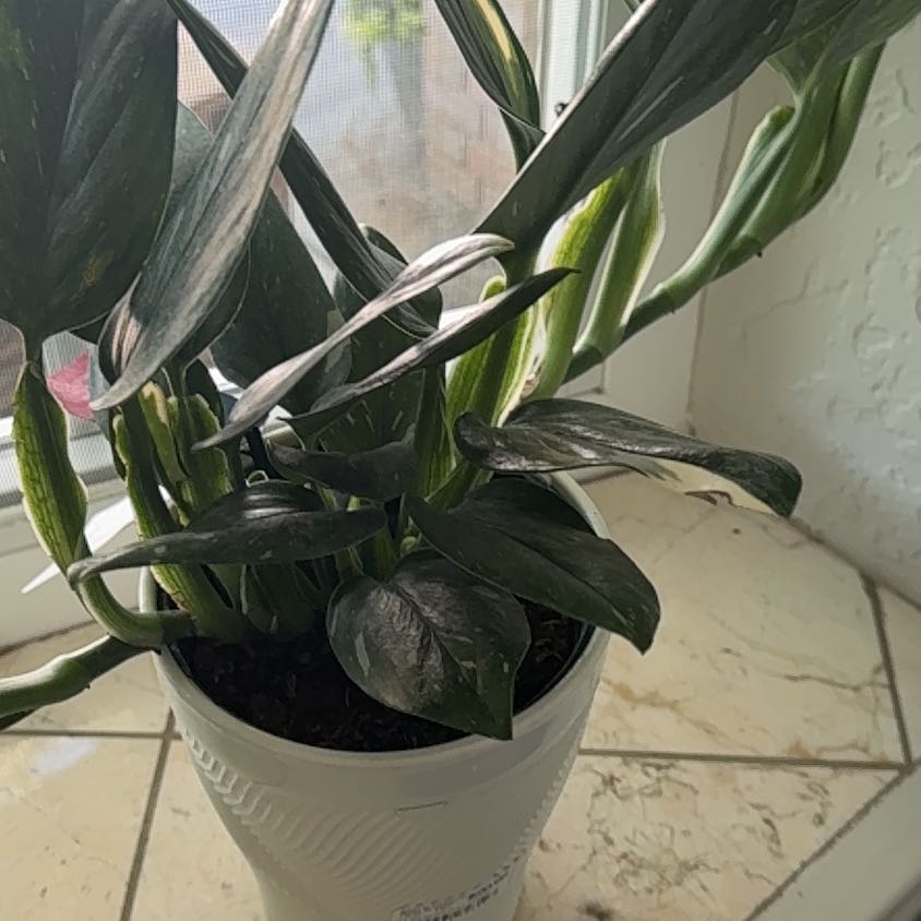 Photo of the plant species Cobra Monstera by @SageMakura93 named Xena on Greg, the plant care app