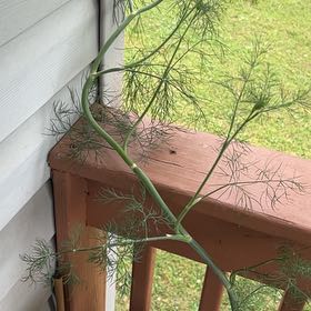 Photo of the plant species Dill by @PerkyRedsky91 named Rihanna on Greg, the plant care app