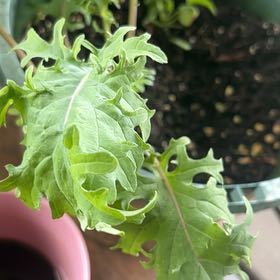Photo of the plant species Romaine Lettuce by @PerkyRedsky91 named Gregarious on Greg, the plant care app