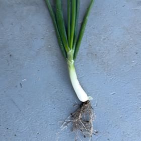 Photo of the plant species Brown Onion by @PerkyRedsky91 named Messi on Greg, the plant care app