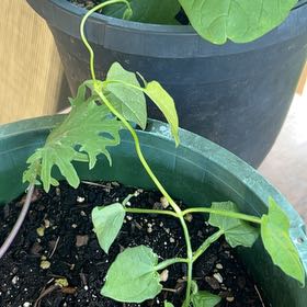 Photo of the plant species Common Morning Glory by @PerkyRedsky91 named Leaf Erickson on Greg, the plant care app