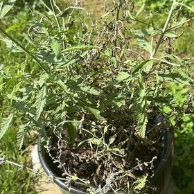 Photo of the plant species Russian Sage by @ImpeccantKale71 named da Vinci on Greg, the plant care app