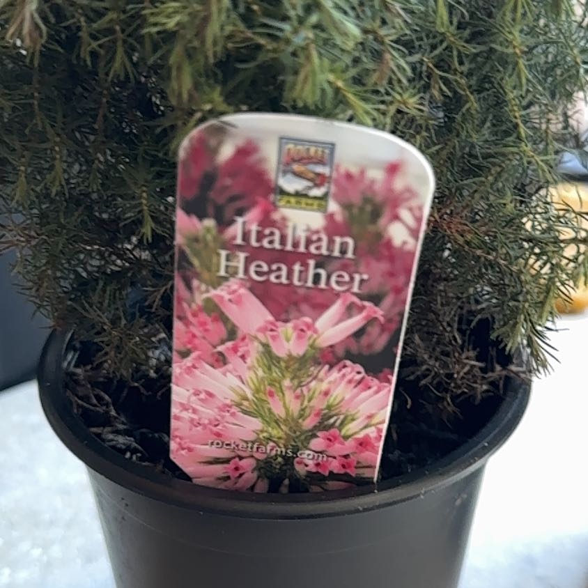 Photo of the plant species Italian Heather by @PerfectAnise56 named Gaga on Greg, the plant care app