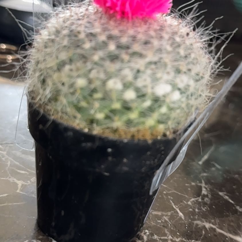 Photo of the plant species Old Lady Cactus by @PerfectAnise56 named Maya on Greg, the plant care app