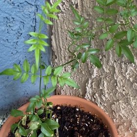 Photo of the plant species Pink Jasmine by @HighOcotillo75 named Michelle Branch on Greg, the plant care app