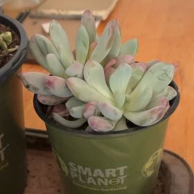 Photo of the plant species Pachyveria 'Blue Jasper' by @DestinedSucc4 named Treeyoncé on Greg, the plant care app