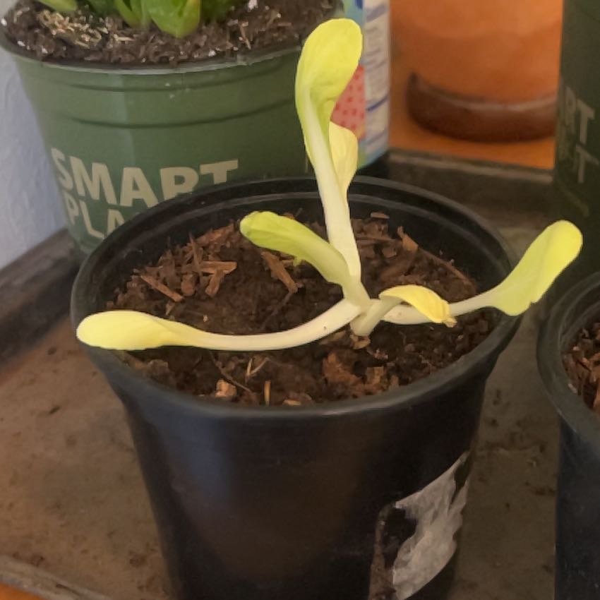 Photo of the plant species Bok Choy by @DestinedSucc4 named Eva on Greg, the plant care app