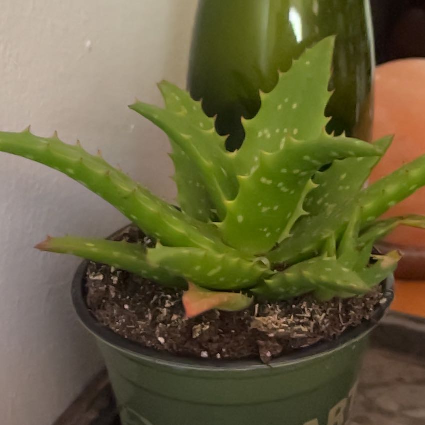 Photo of the plant species Aloe Night Sky by @DestinedSucc4 named Sherlock on Greg, the plant care app