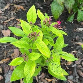 Photo of the plant species Pentas by @HotGreen75 named Pentas on Greg, the plant care app