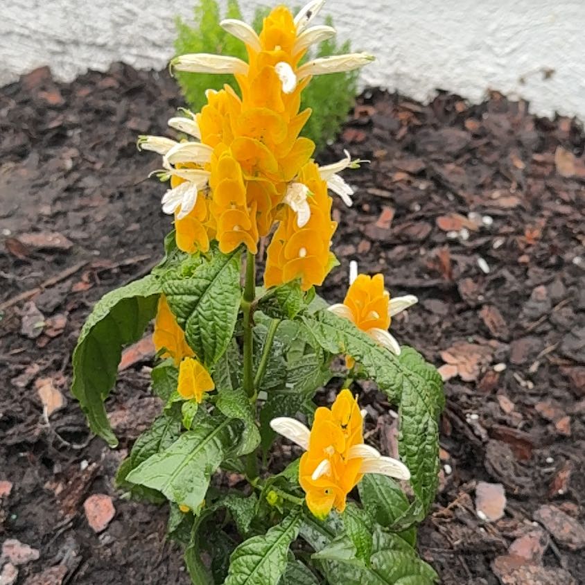 Photo of the plant species Lollipop Plant by @HotGreen75 named Golden Shrimp on Greg, the plant care app