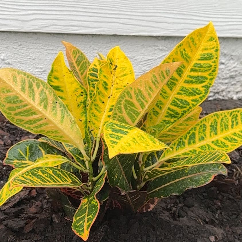 Photo of the plant species Croton petraeus by @HotGreen75 named Croton Petra on Greg, the plant care app