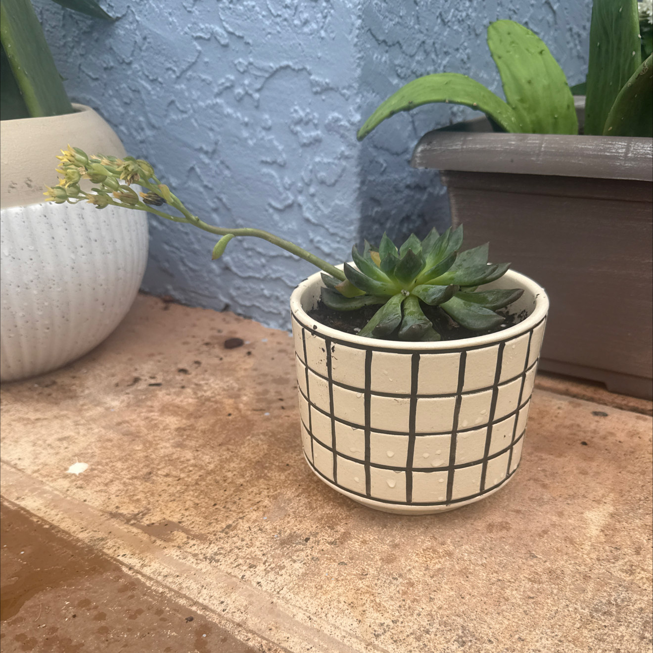 Photo of the plant species Sedeveria 'Dark Elf' by @WarmBaybean83 named Dobby on Greg, the plant care app