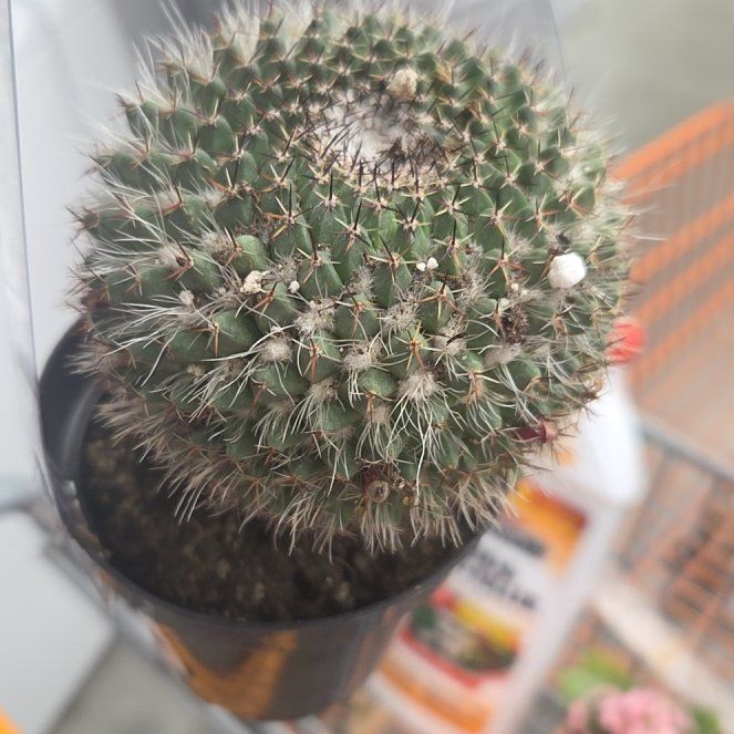 Photo of the plant species Mammillaria mystax by @SirAraceae13 named Cactus Steven on Greg, the plant care app