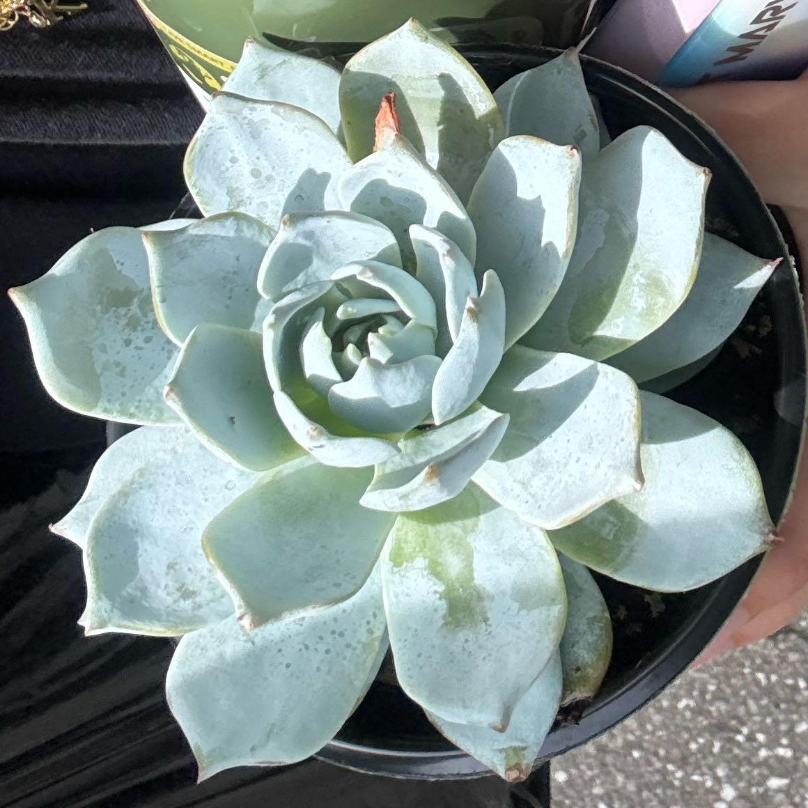 Photo of the plant species Echeveria Subsessilis by @MayaAlsoPlants named Aurora on Greg, the plant care app