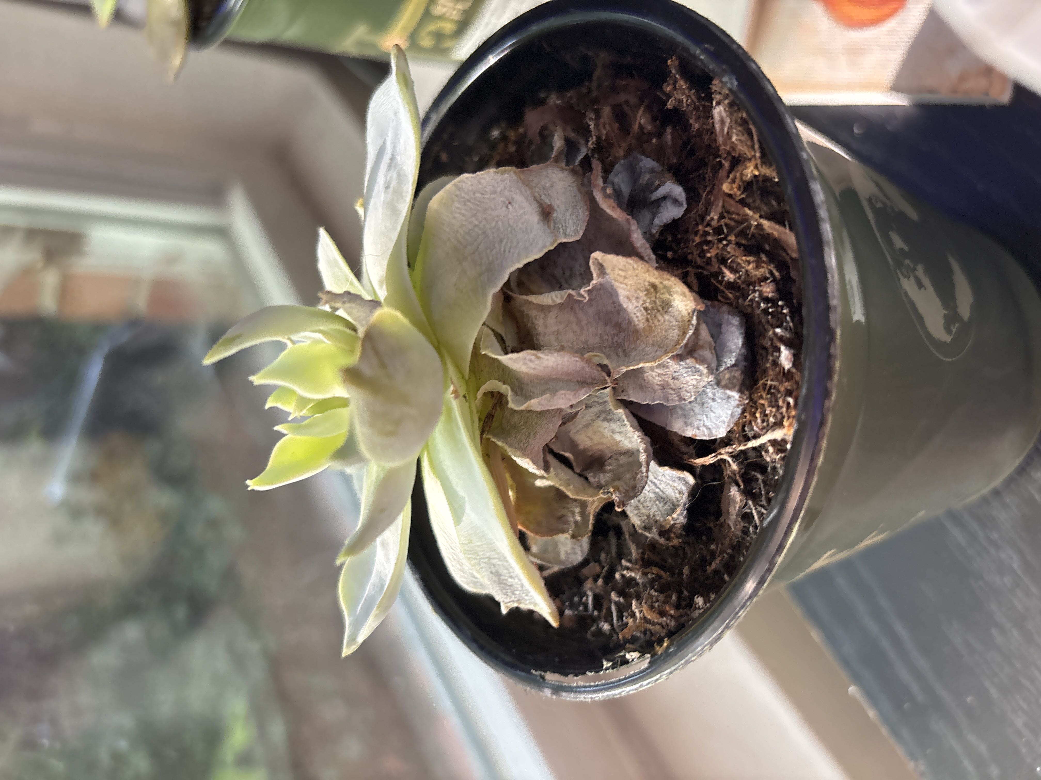 Photo from the post