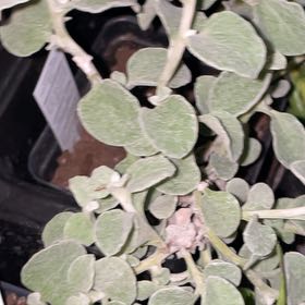 Photo of the plant species Trailing Dusty Miller by @Lovelyluna named Mollie on Greg, the plant care app