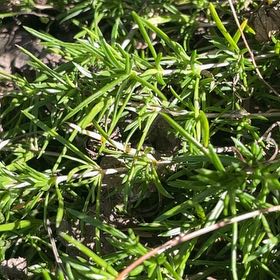 Photo of the plant species Moss Phlox by @Lovelyluna named Kesha on Greg, the plant care app