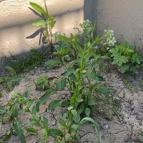 Photo of the plant species Field Pennycress by @WarmLettuce20 named Nemo on Greg, the plant care app