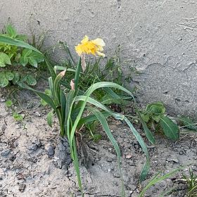 Photo of the plant species Daffodil by @WarmLettuce20 named Xena on Greg, the plant care app