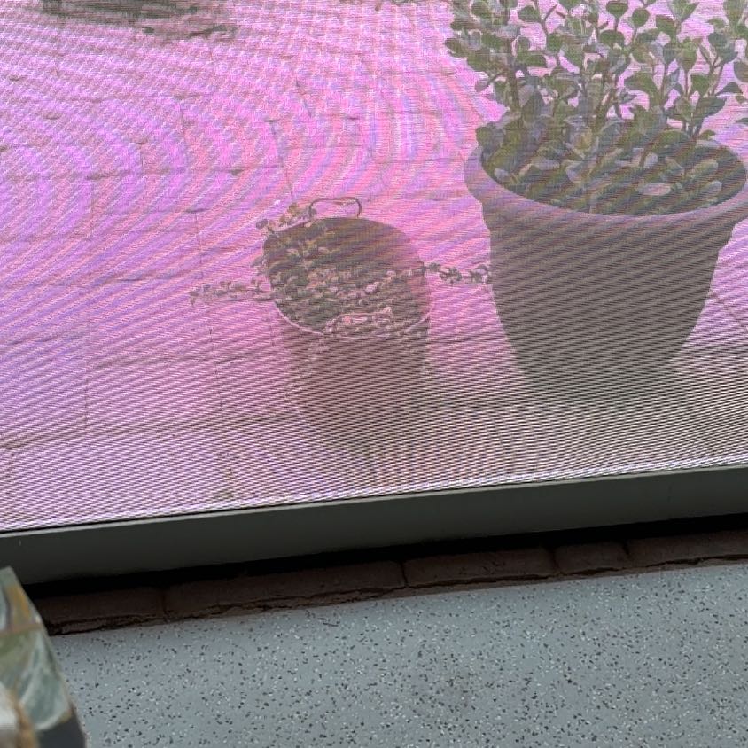 Photo of the plant species Elephant Garlic by @FunnyPalepuma84 named Fernie Mac on Greg, the plant care app